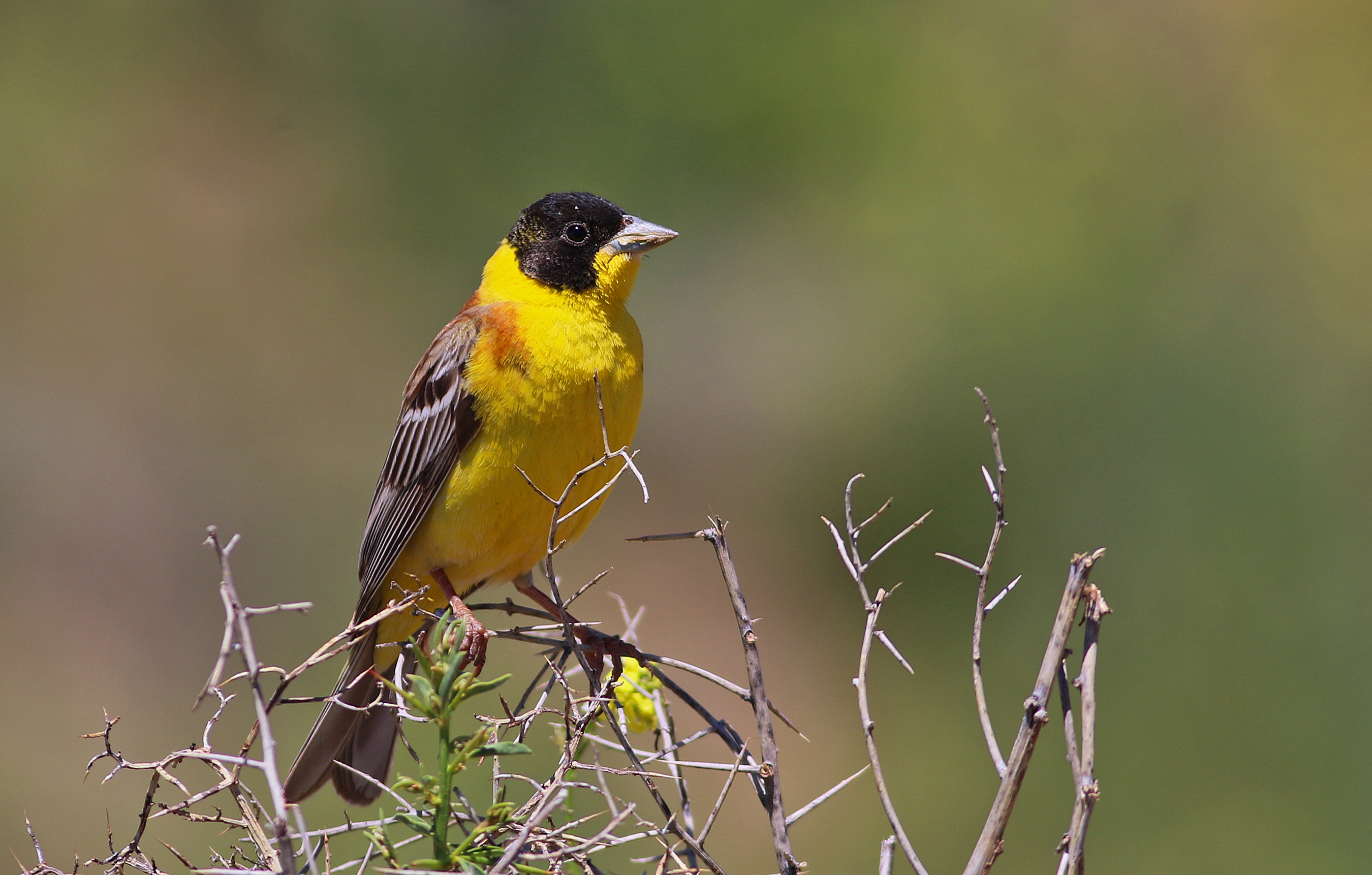 Black-headed Bunting — Ana fotoğraf